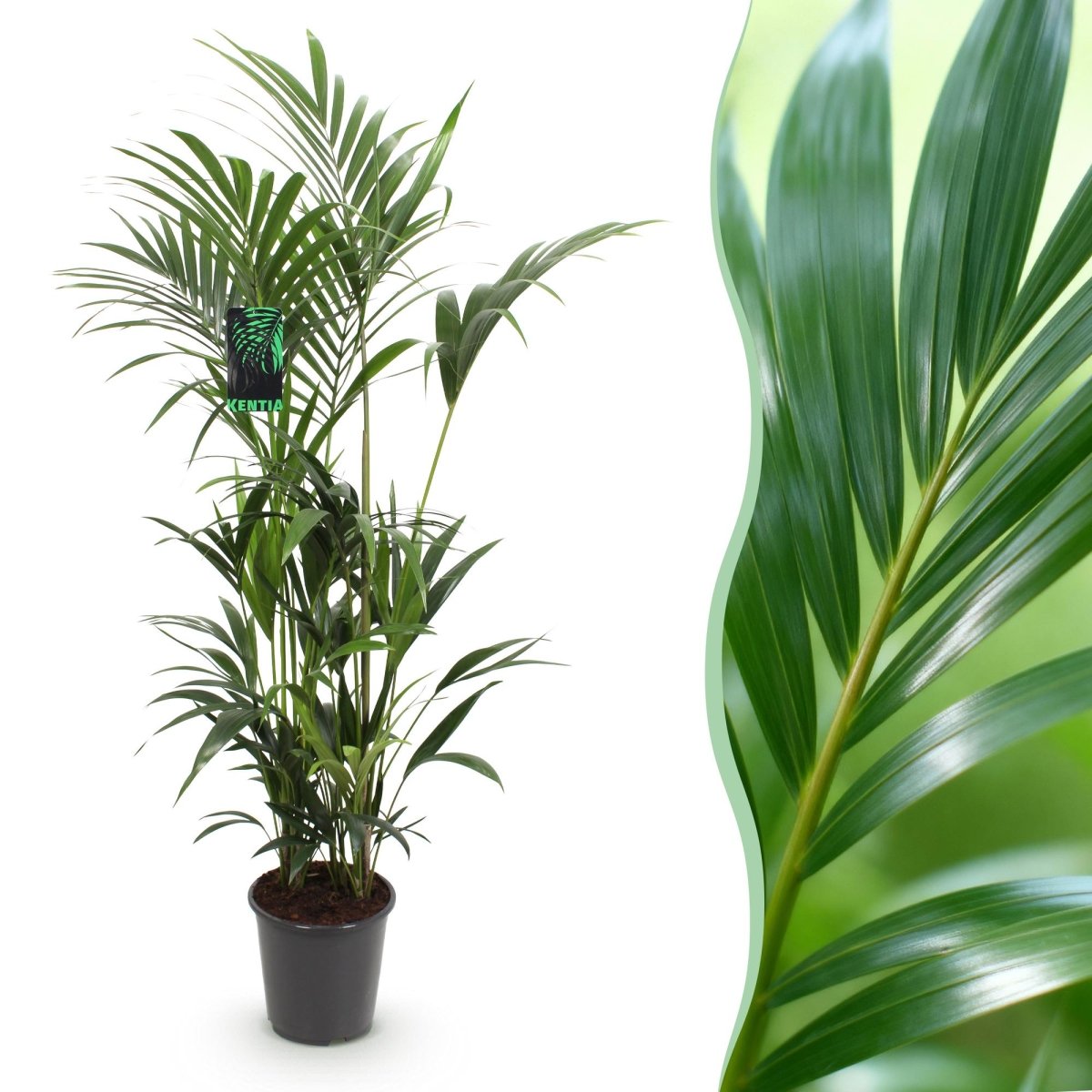 Kentia Palm - Weinig Onderhoud - Groen - 1 plant - Pot 27cm - Hoogte 160-170cm