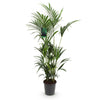 Kentia Palm - Weinig Onderhoud - Groen - 1 plant - Pot 27cm - Hoogte 160-170cm