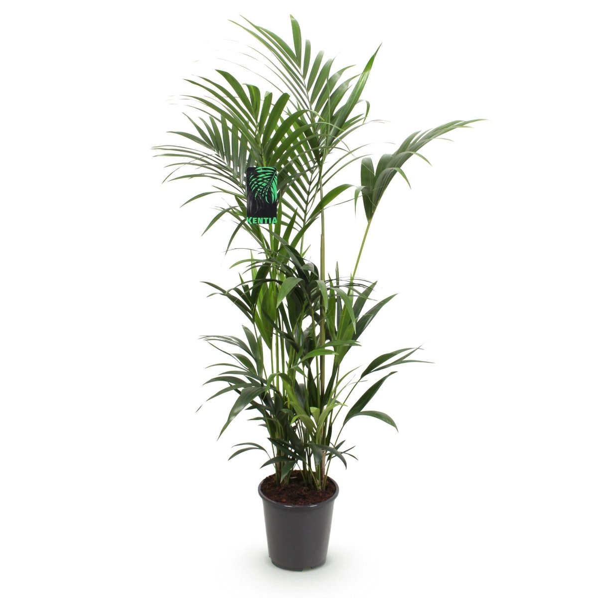Kentia Palm - Weinig Onderhoud - Groen - 1 plant - Pot 27cm - Hoogte 160-170cm