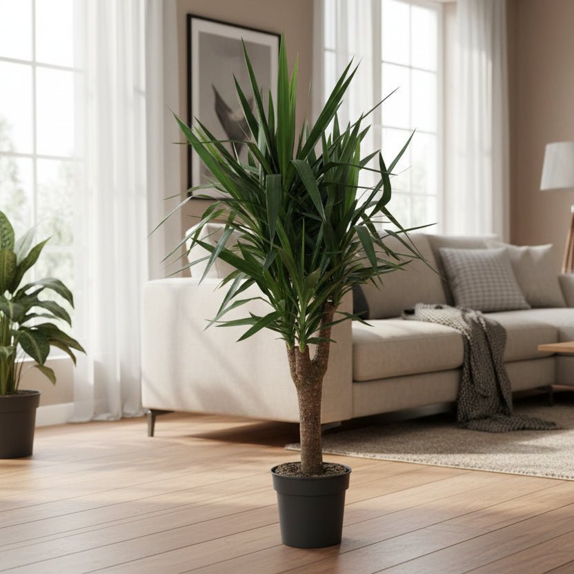 Yucca Elephantipe vertakt - 150 cm - ø31 - Plant - plantenmagie