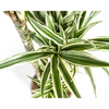 dracaena-white-stripe-plantenmagie-verzending-verpakking