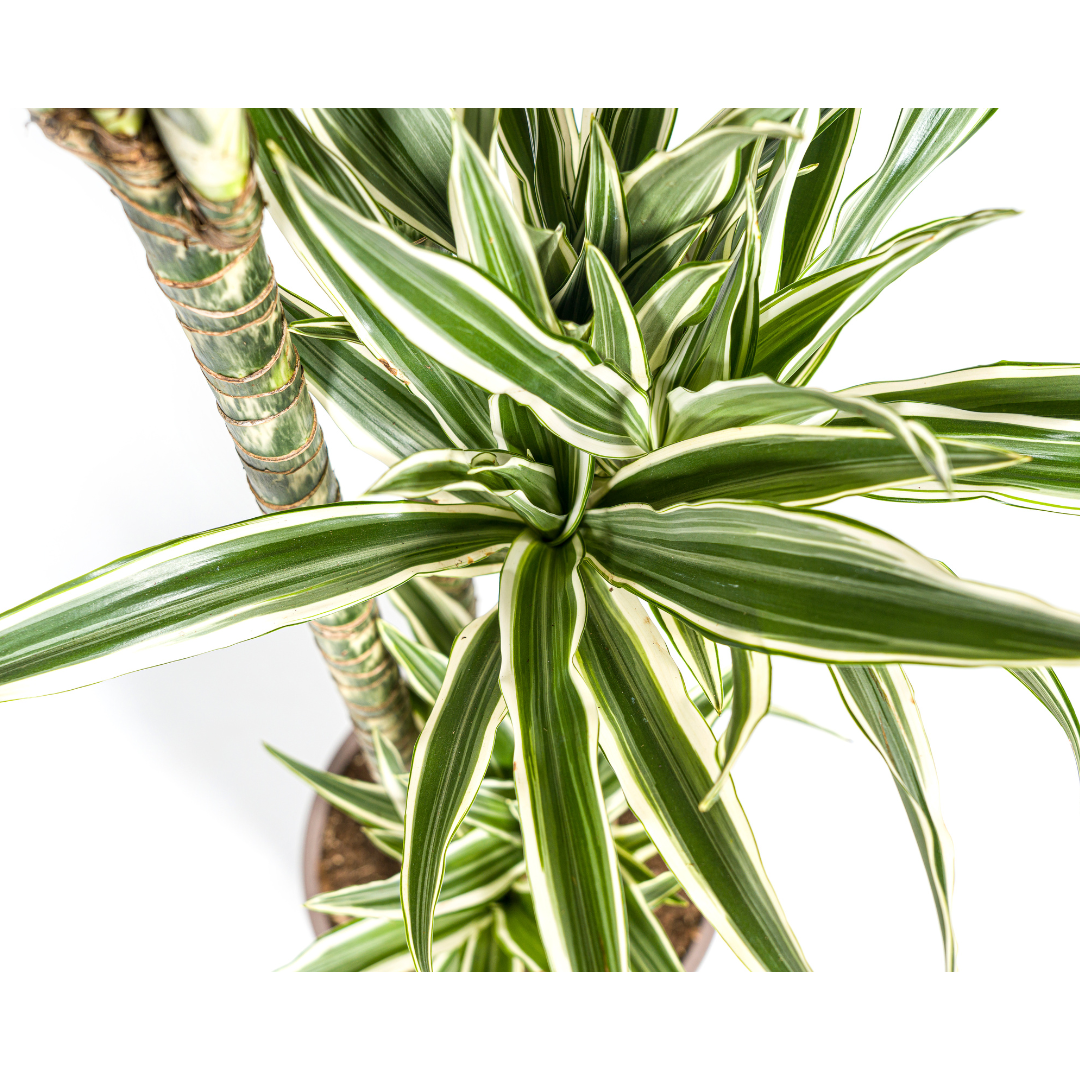 dracaena-white-stripe-plantenmagie-verzending-verpakking