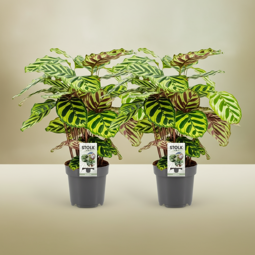 Detail van Calathea Makoyana blad met groen-paarse tekening