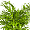 Dypsis Areca Lutescens met mand Ø24cm - ↕120 - 140cm-Plant-plantenmagie