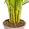 Luchtzuiverende kamerplant Areca Lutescens in woonkamer