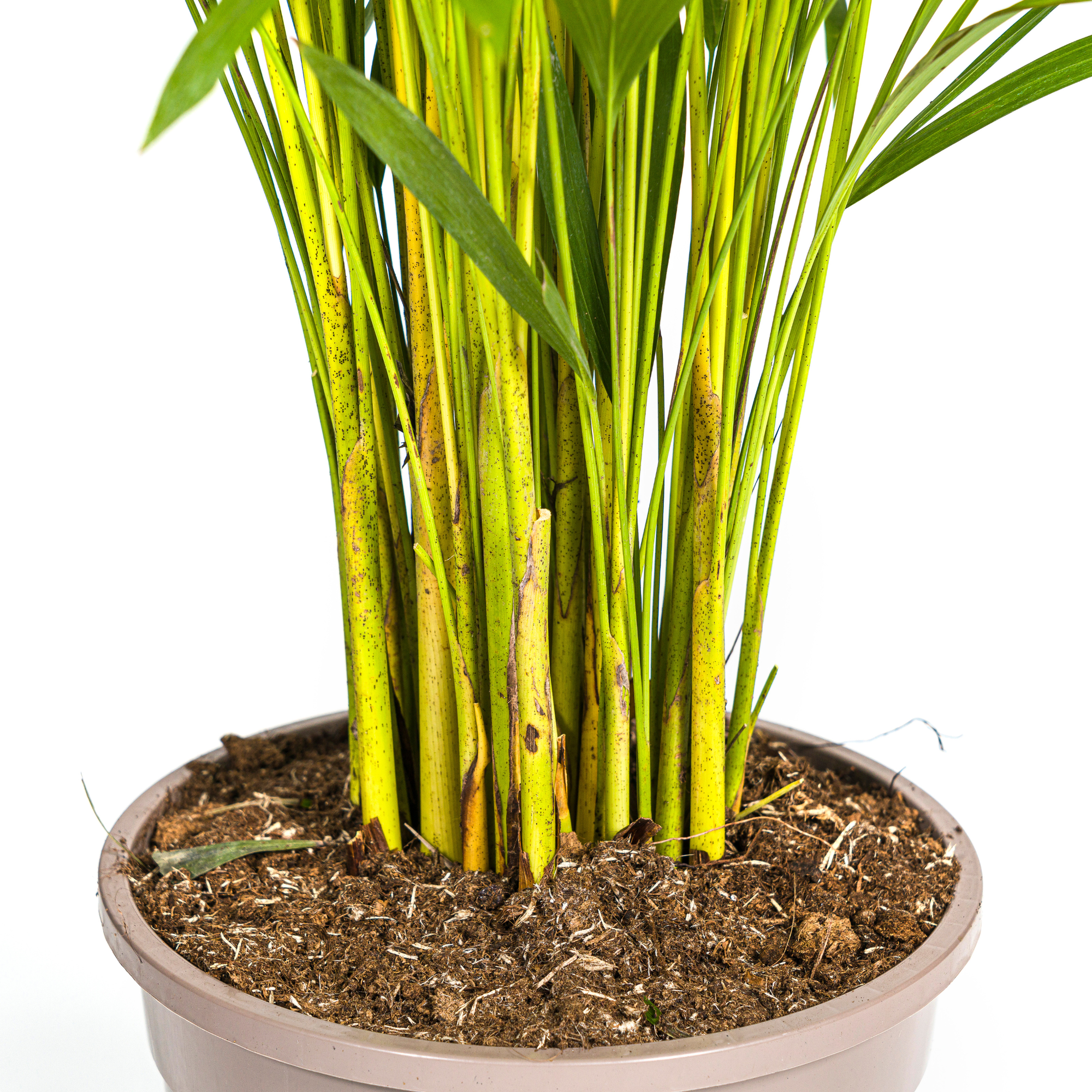 Luchtzuiverende kamerplant Areca Lutescens in woonkamer