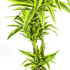 dracaena-lemon-lime-bladeren-limoengroen-detail