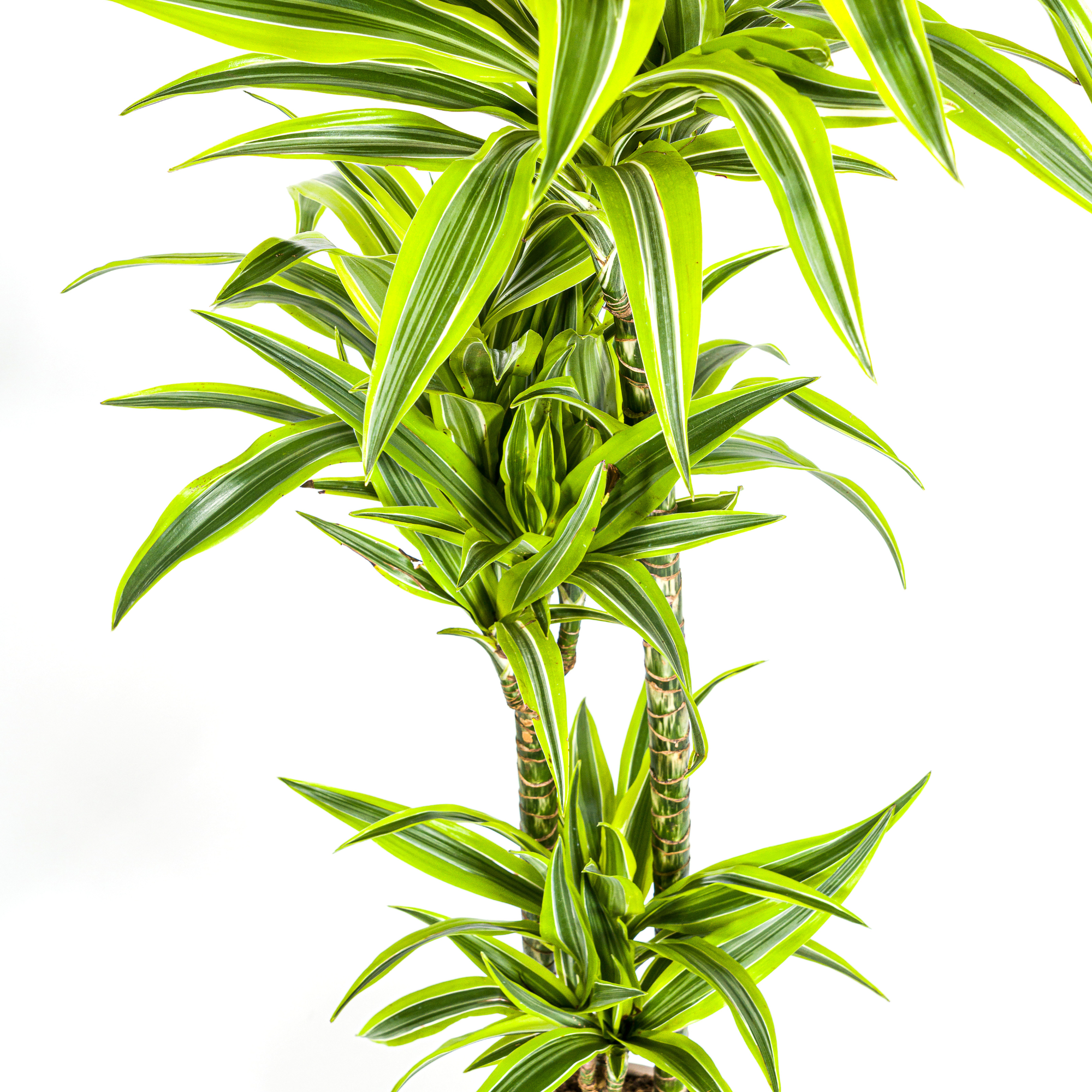dracaena-lemon-lime-bladeren-limoengroen-detail