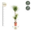 Dracaena Marginata - Ø21cm - ↕110cm - Plant - plantenmagie