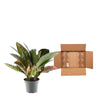 Codiaeum variegatum 'Petra' - 30 cm - ø12 - Plant - plantenmagie