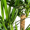 Vertakte Yucca Elephantipes in pot Ø24cm op lichte standplaats