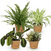 Chlorophytum, Maranta, Callisia & Nephrolepis – huisdiervriendelijke plantenmix met mand - Plant - plantenmagie