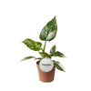 Philodendron White Princess close-up van blad met witgroene tekening