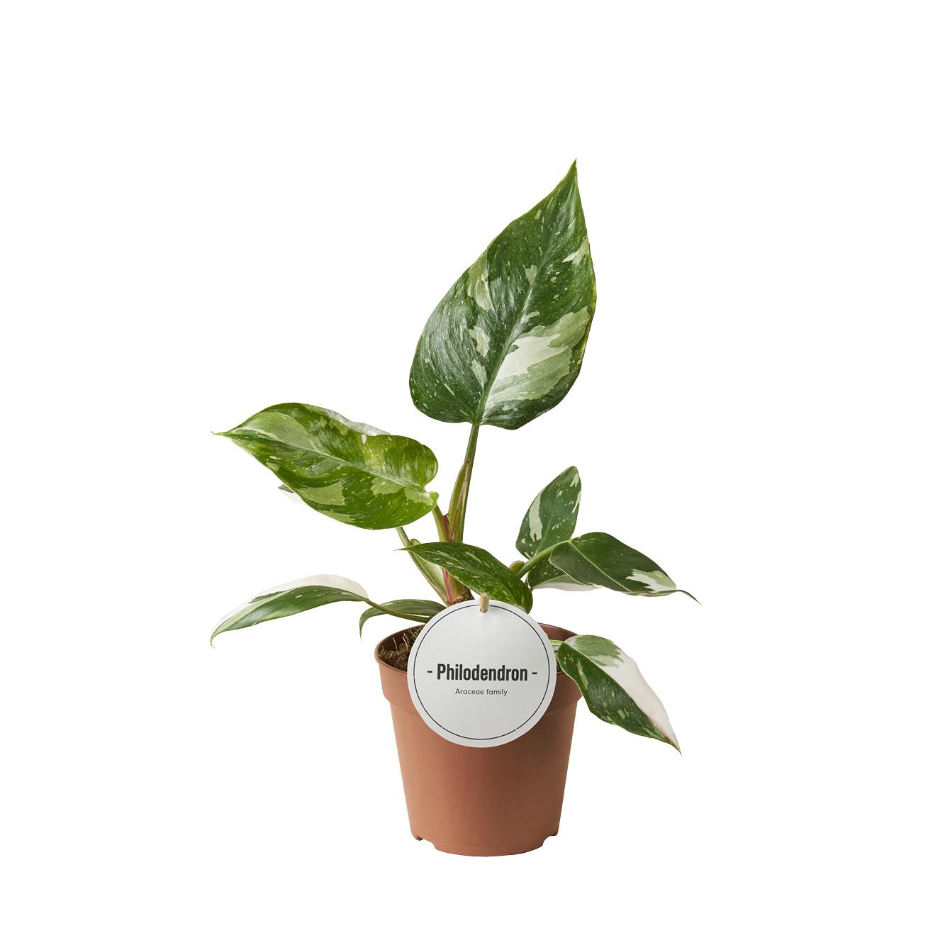 Philodendron White Princess close-up van blad met witgroene tekening