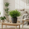 Pogonatherum Monica bamboegras 20 cm met grijze pot Ø12 cm - Plant - plantenmagie