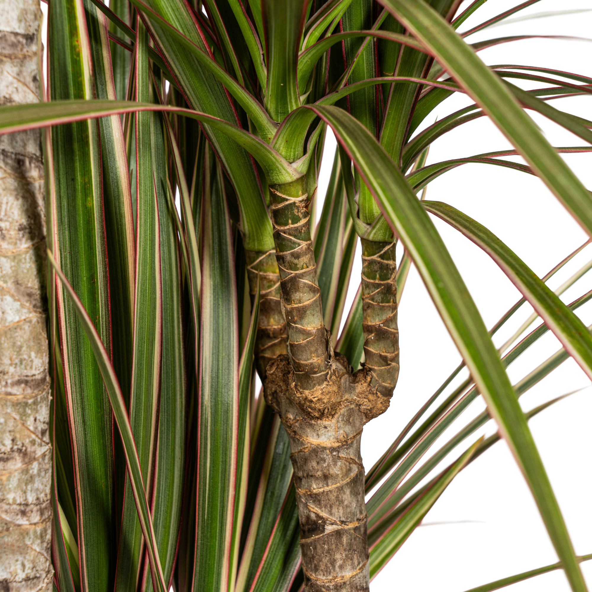 dracaena-marginata-bicolor-interieurplant-lichtplek