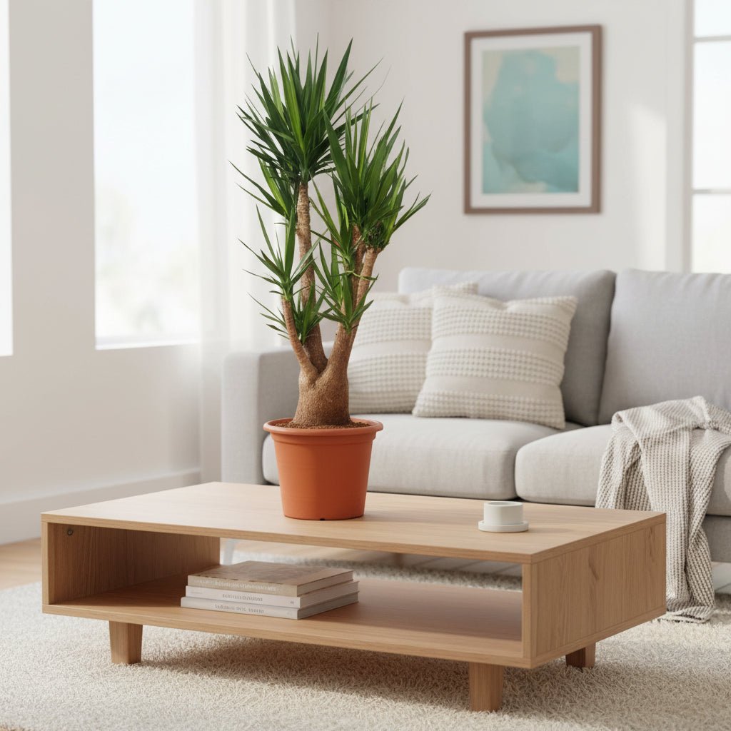 Yucca Elephantipes vertakt - 190 cm - ø55 - Plant - plantenmagie