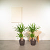 2x Yucca - ↨90cm - Ø17cm - Plant - plantenmagie