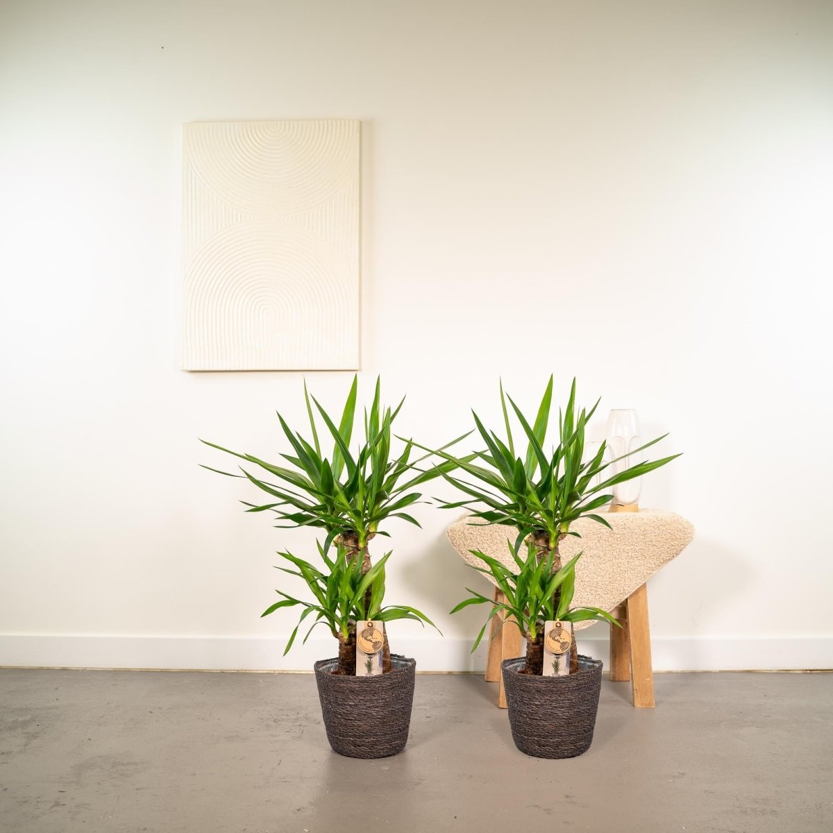 2x Yucca - ↨90cm - Ø17cm - Plant - plantenmagie