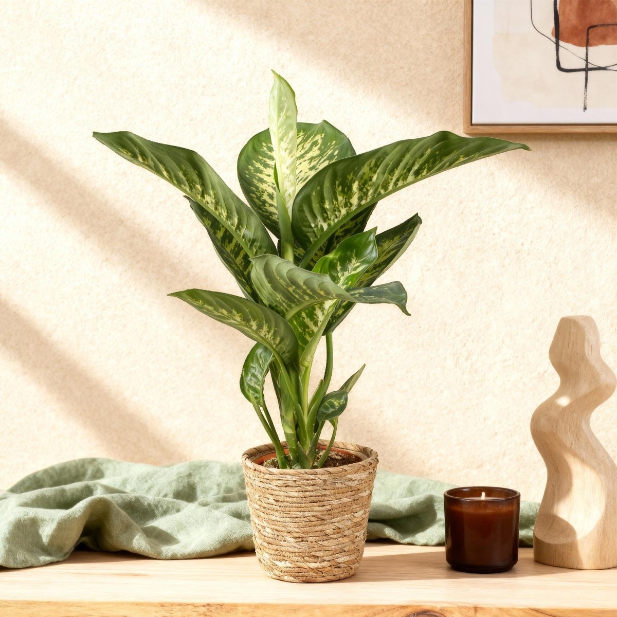 Dieffenbachia Tropic Snow 90–100 cm met mand - Plant - plantenmagie
