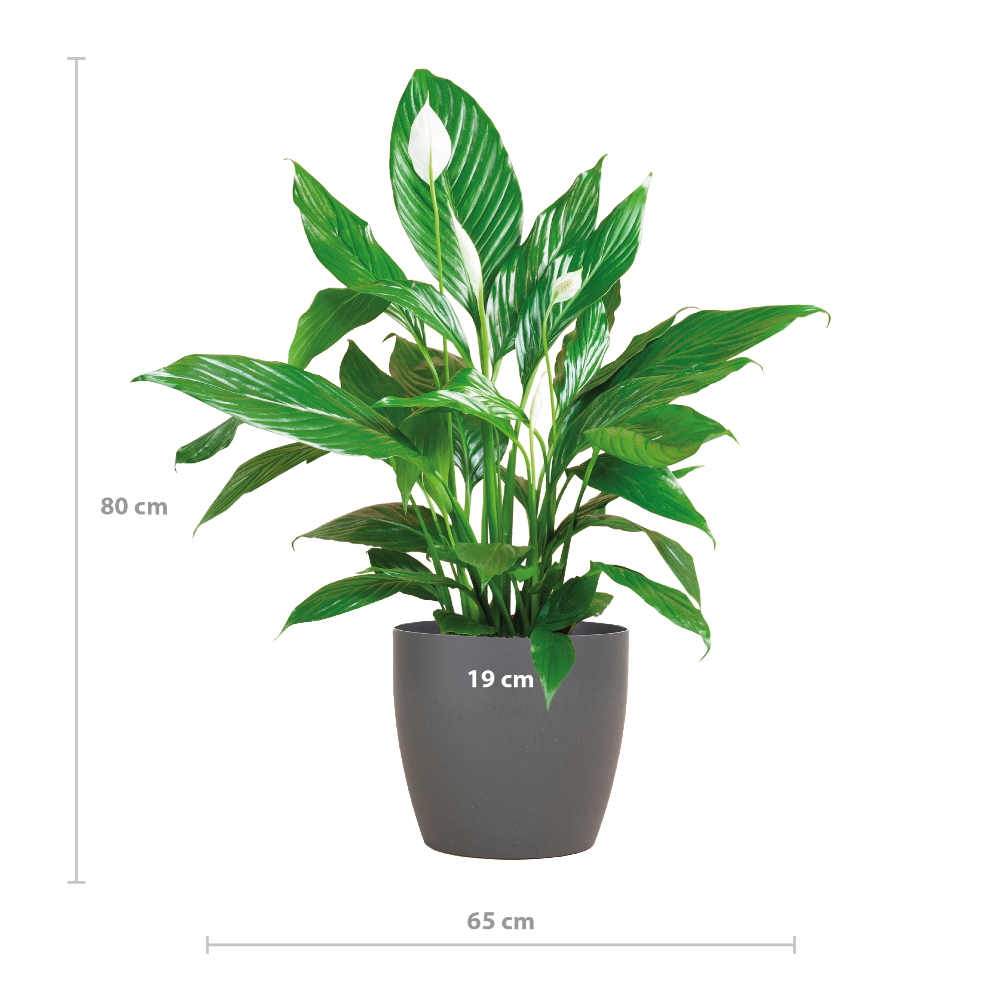 Lepelplant met witte bloemen en duurzame bioplastic pot Ø21