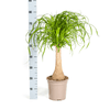 Beaucarnea Recurvata stam 60–80 cm met mand Ø21 cm - Plant - plantenmagie