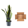Sansevieria Laurentii - 45 cm - ø12 - Plant - plantenmagie