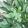 Phlebodium Blue Star – stijlvolle kamerplant met luchtzuiverende werking