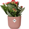 Kalanchoe Rosalina Don Justino Rood met roze ELHO Vibes Fold pot – decoratieve kamerplant op tafel
