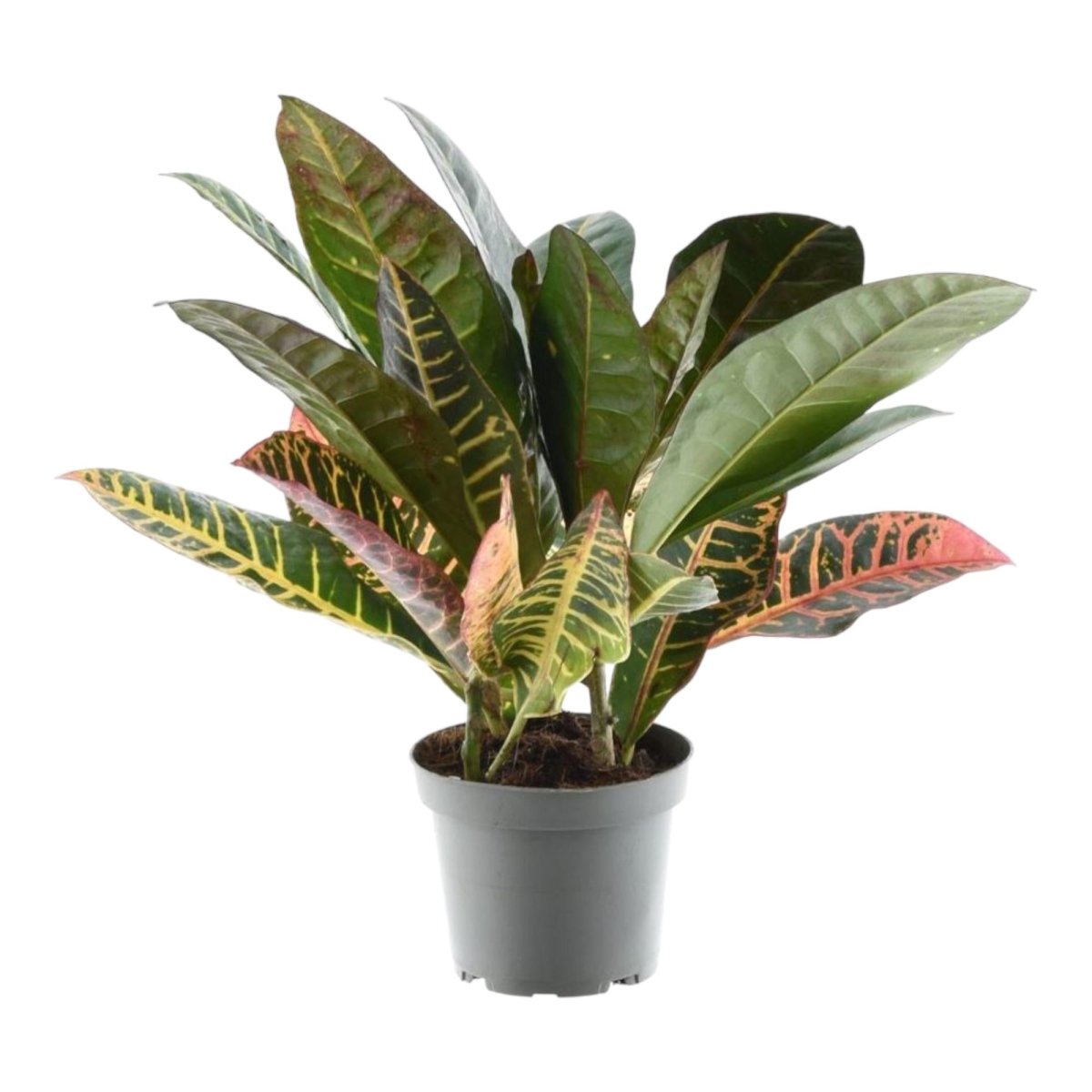 Codiaeum variegatum 'Petra' - 30 cm - ø12 - Plant - plantenmagie