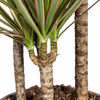 dracaena-marginata-bicolor-plantenmagie-verpakking