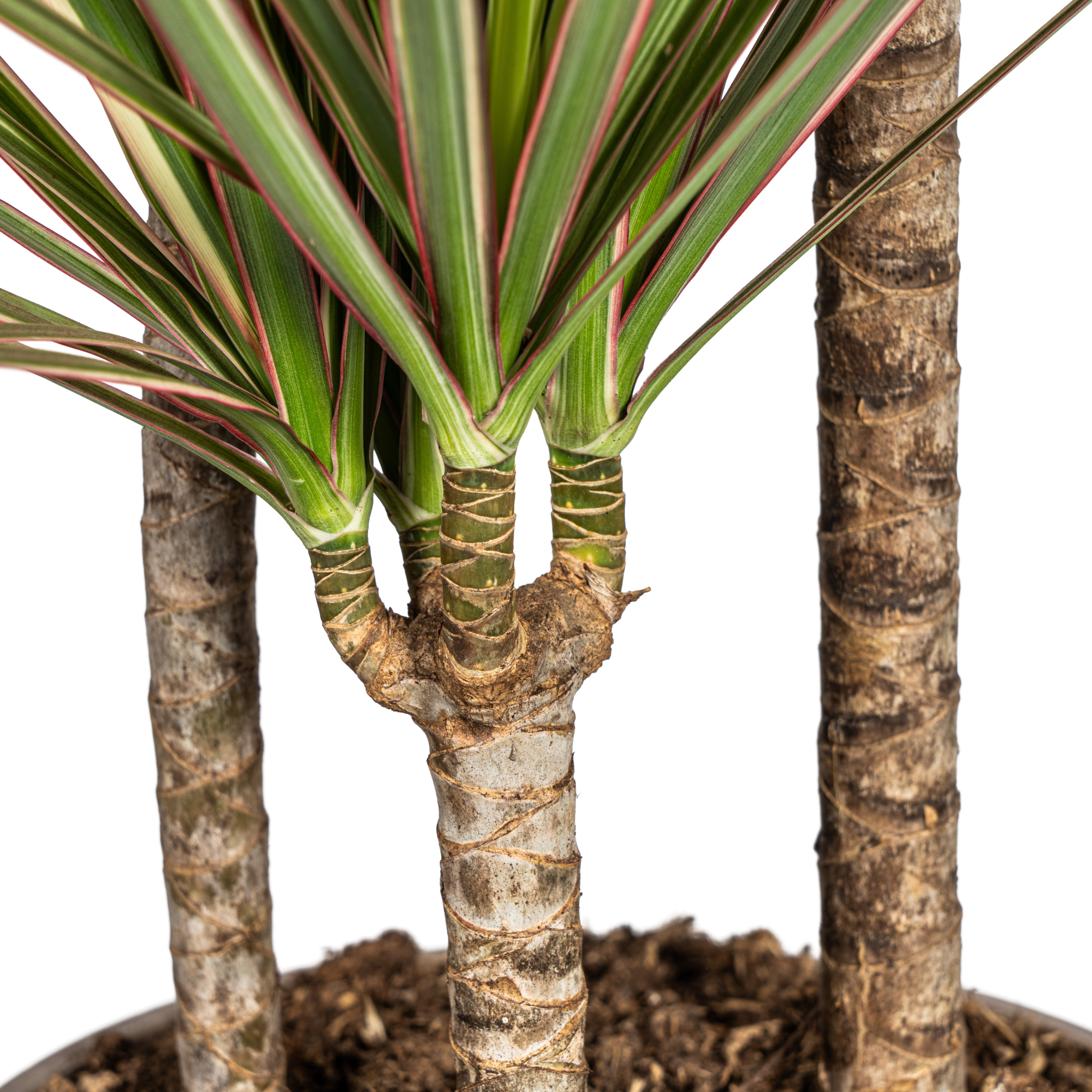 dracaena-marginata-bicolor-plantenmagie-verpakking