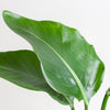Grote groene kamerplant Strelitzia in duurzame bioplastic pot
