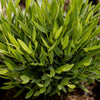 Bamusa Pogonatherum Monica – Bamboegras – 20 cm – ø12 - Plant - plantenmagie