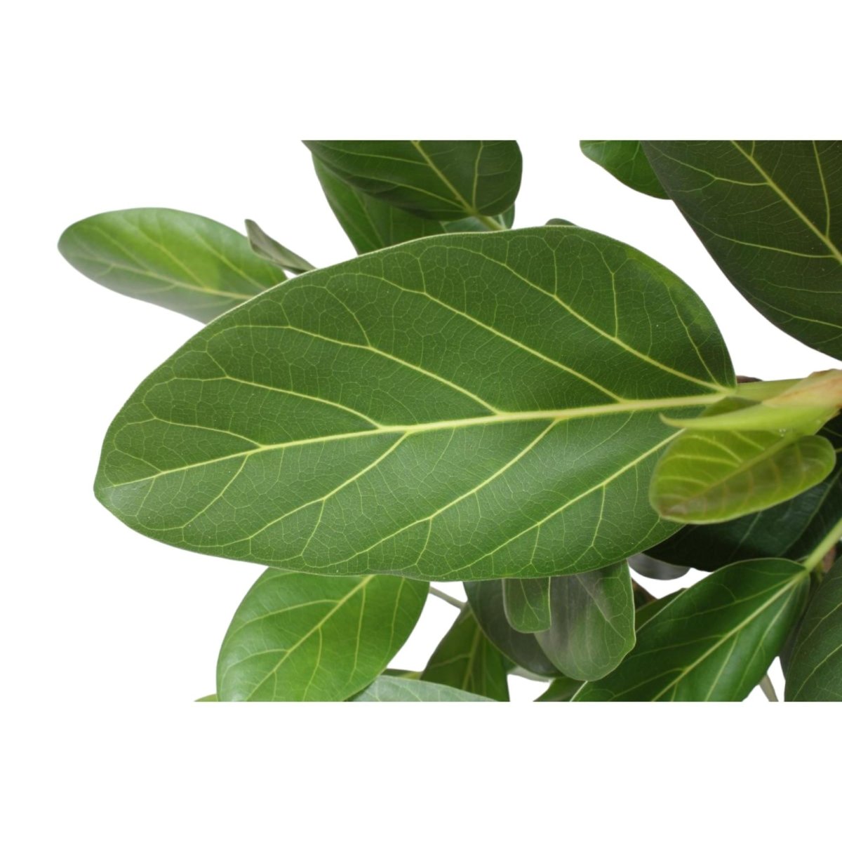 Ficus Benghalensis boom - 150 cm - ø30 - Plant - plantenmagie