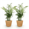 Chamaedorea elegans Goudpalm - 15 cm - Ø12 - set van 2 met mand - Plant - plantenmagie
