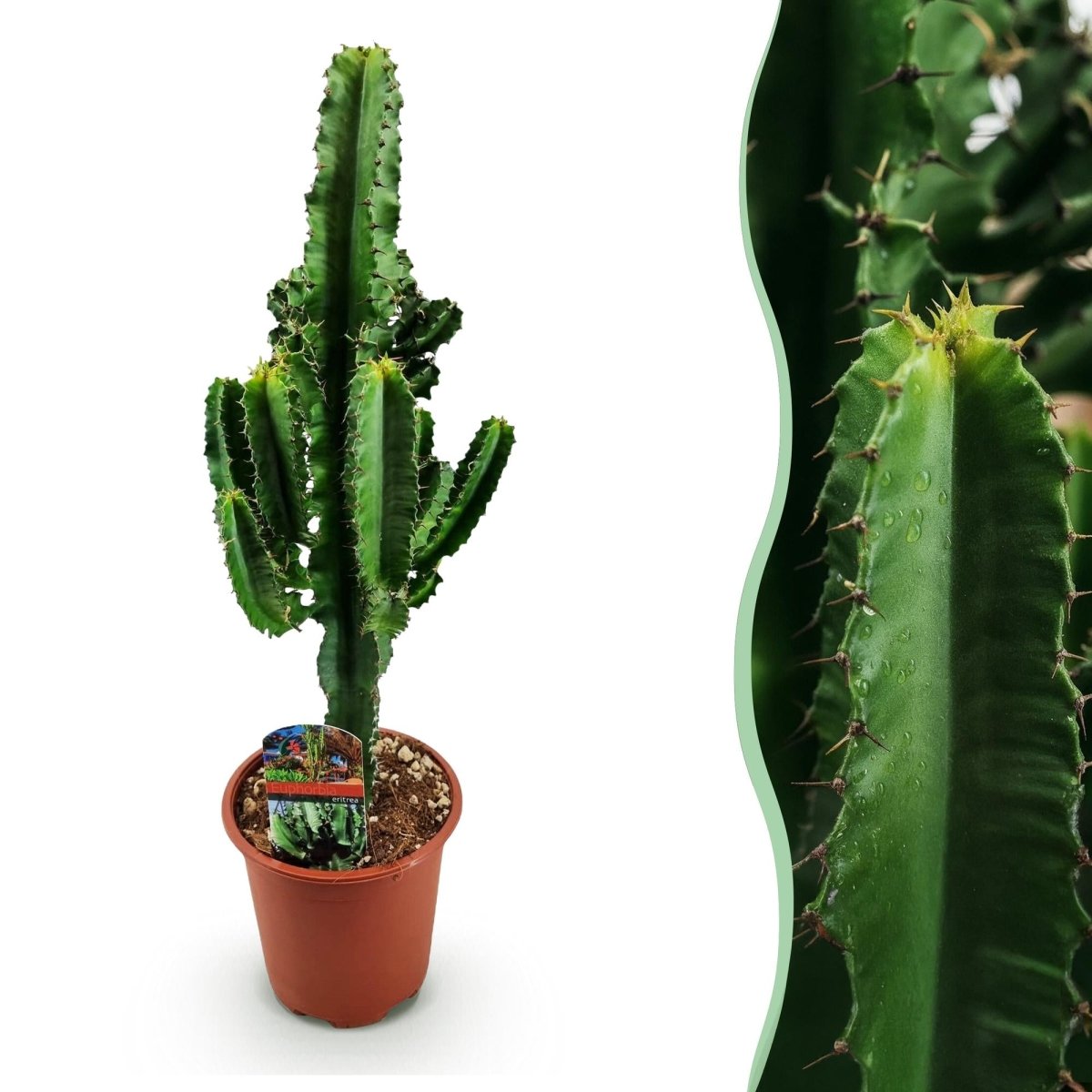 Euphorbia Eritrea Afrikaanse melkboom 60 of 70 cm Ø17/90 cm - Plant - plantenmagie