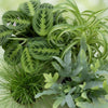 Chlorophytum - Cyperus - Phlebodium - Marantha - Mix van 4 - Huisdiervriendelijke Planten-Plant-Planten Magie