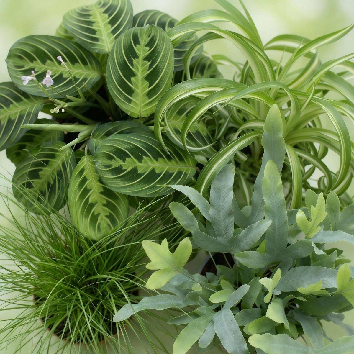 Chlorophytum - Cyperus - Phlebodium - Marantha - Mix van 4 - Huisdiervriendelijke Planten-Plant-Planten Magie