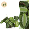 Maranta Fascinator Silverband - Gebedsplant - Huisdiervriendelijk - 4 Planten - Hoogte 30-35cm-Plant-Planten Magie