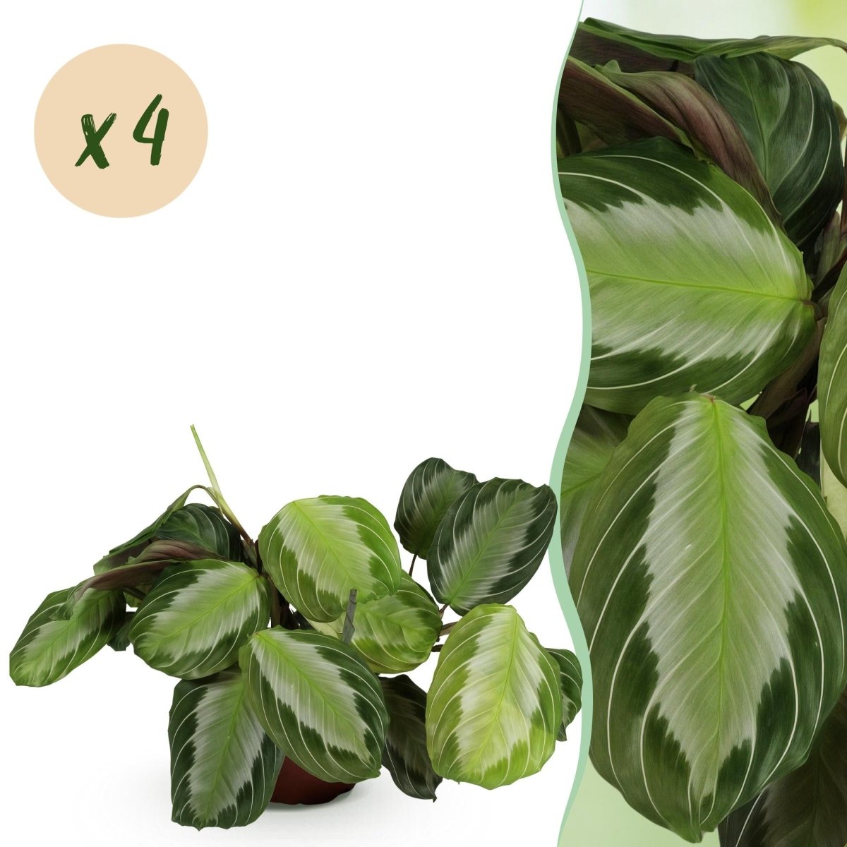 Maranta Fascinator Silverband - Gebedsplant - Huisdiervriendelijk - 4 Planten - Hoogte 30-35cm-Plant-Planten Magie