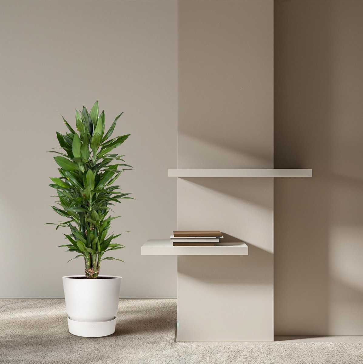 Dracaena Janet Lind vertakt - 110 cm - ø27 - Plant - plantenmagie