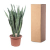 Sansevieria Zeylenica - 110 cm - ø35 - Plant - plantenmagie