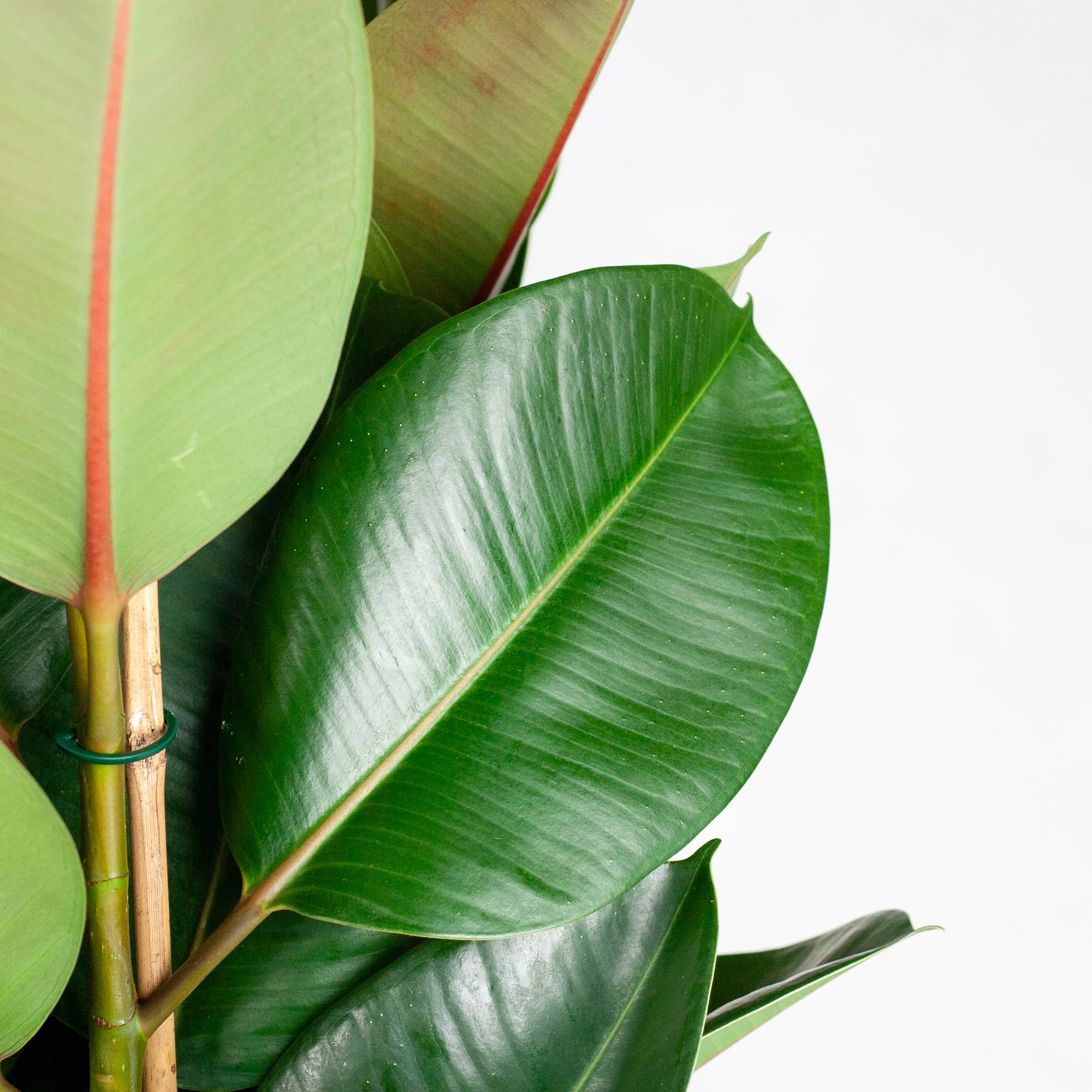 ficus-robusta-xl-donkergroen-blad-grote-kamerplant