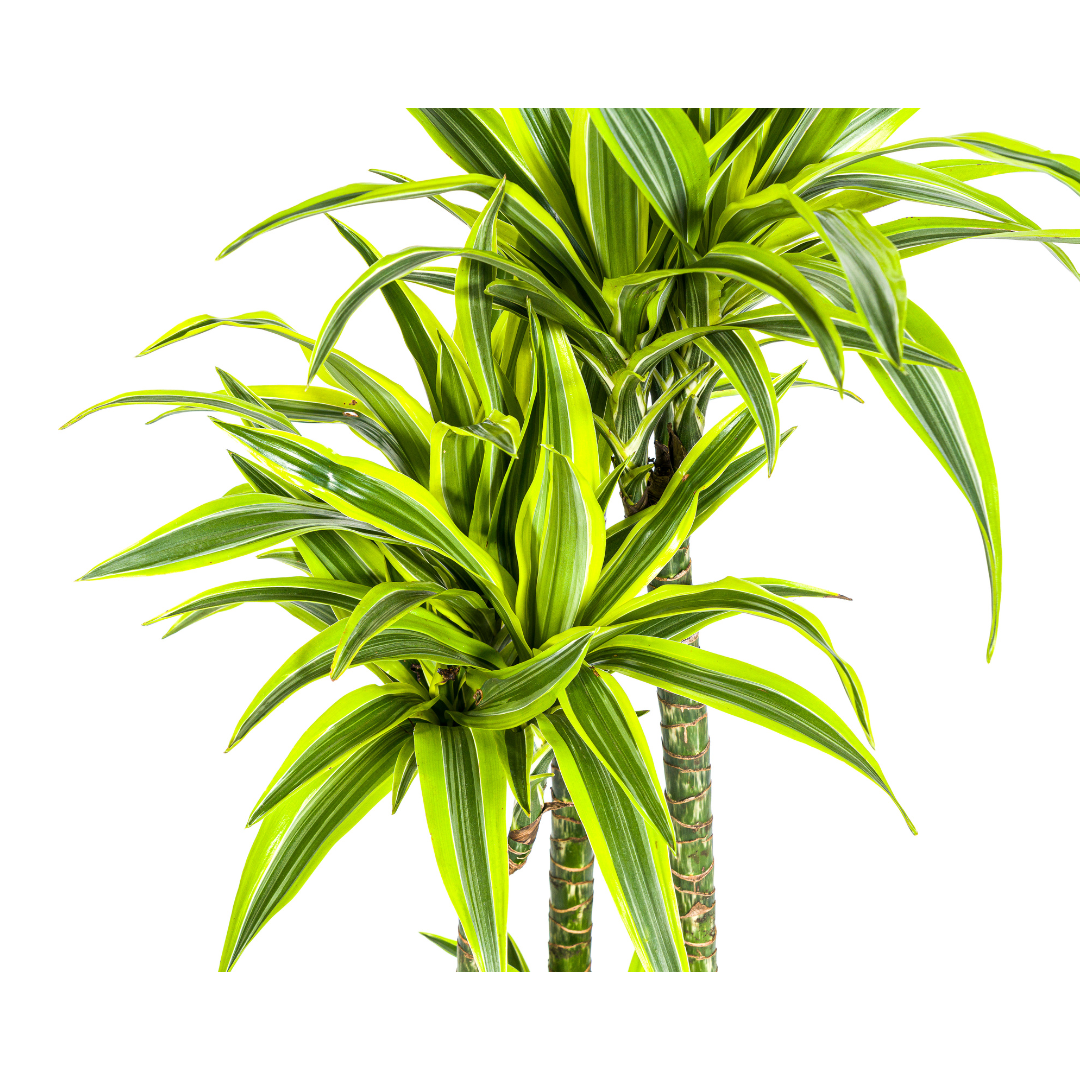 dracaena-deremensis-lemon-lime-interieur-woonkamer