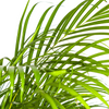 Goudpalm Dypsis Areca in decoratieve mand bij daglicht