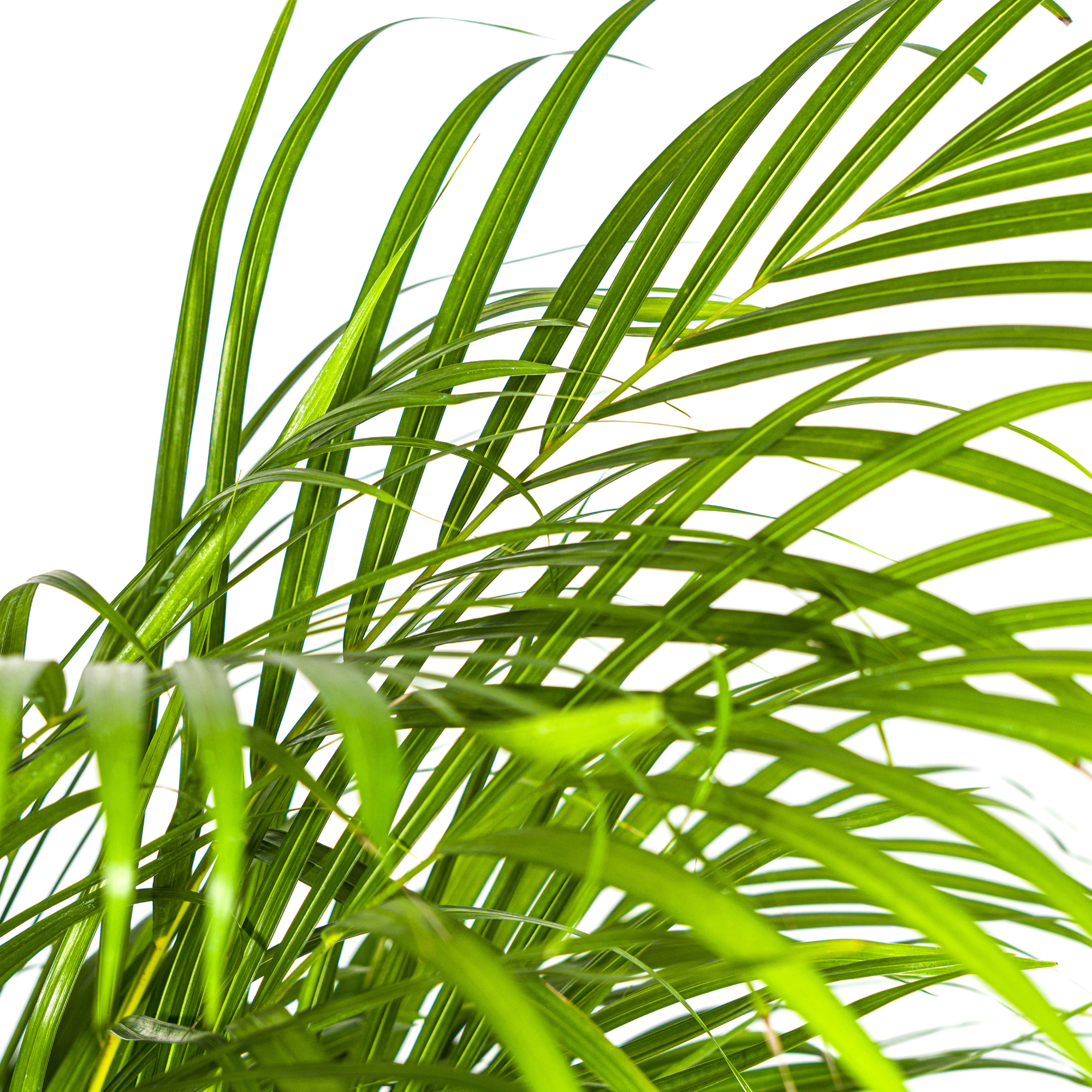 Goudpalm Dypsis Areca in decoratieve mand bij daglicht