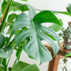 Gatenplant met grote glanzende bladeren - Monstera Deliciosa XL