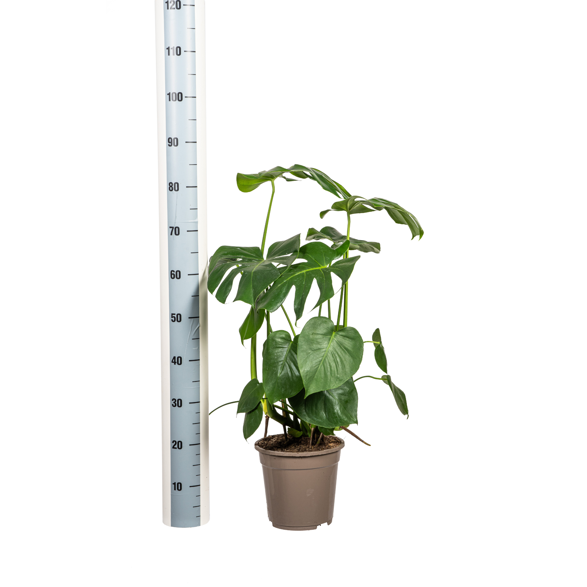 Compacte Monstera Deliciosa met decoratieve mand op houten tafel