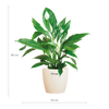 Spathiphyllum Sweet Lauretta met witte Viber pot – duurzame Lepelplant 80 cm